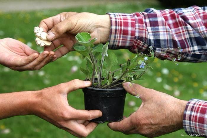 Troc'Jardin au Parc de Wesserling, bourse aux plantes au printemps